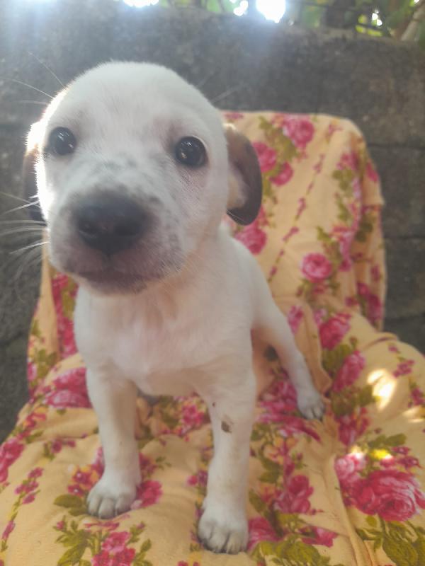 🐾💛MACCHIA – UN BATUFFOLO DI 2 MESI CHE NON DEVE CRESCERE SENZA AMORE🐾💛 Foto 4